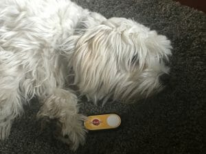 Hund bestellt bei amazon